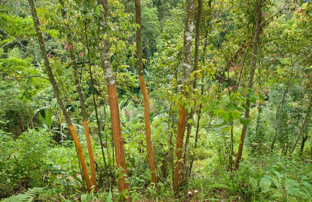 Indonesian Cassia Cinnamon Tree